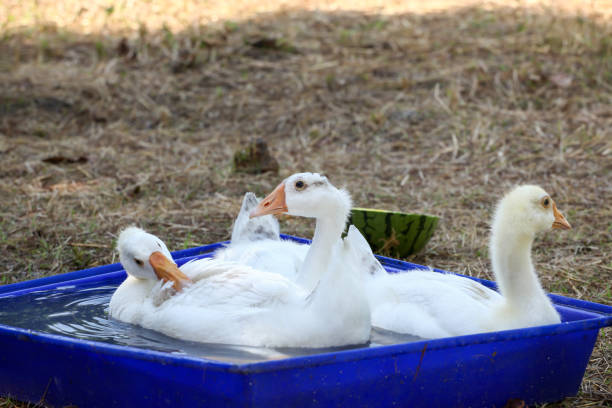 istock Group goose play water on blue bath in garden at thailand 1283108400