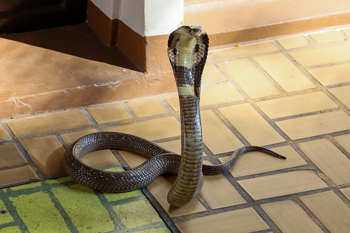 The Beautiful black Cobra snake on cement floor at thailand