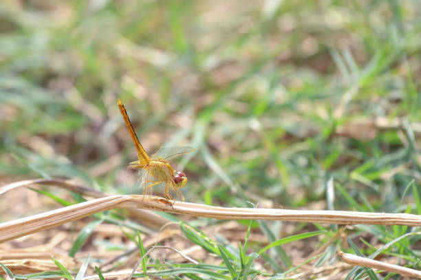 The dragonfly on stick tree in forest at thailand