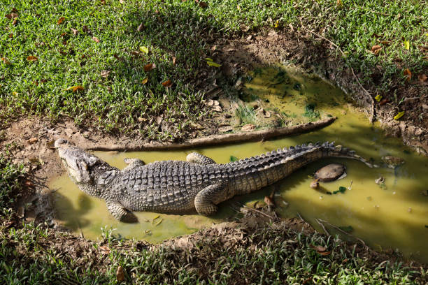 istock The thai crocodile rest on the garden 1283109451