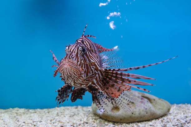 istock The red lion fish in water on blue background 1283109480