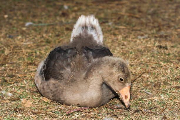 istock Duck eating grass on ground in garden 1283110033