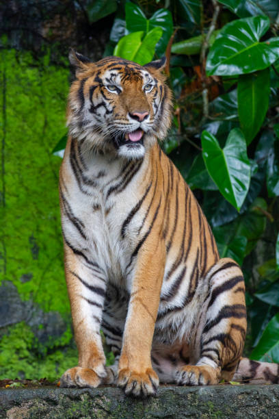 istock Close up tiger sit down in front of the waterfall 1283110093
