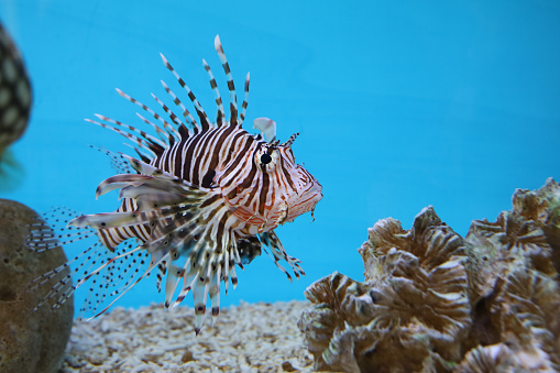 The red lion fish in water on blue background