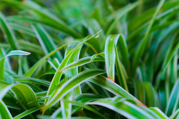 Full frame of chlorophytum comosum