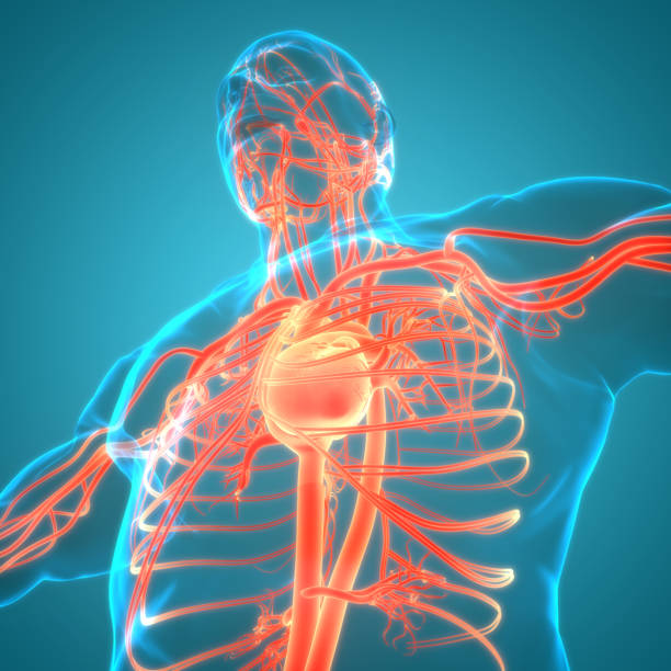 istock Human Circulatory System Heart Anatomy 1283113126