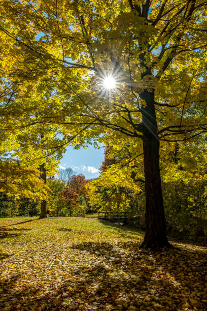 istock The sun through a tree at Angrignon de Lasalle Park 1283115497