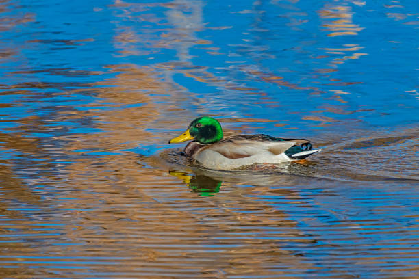 istock Mallard duck swimming together 1283118482