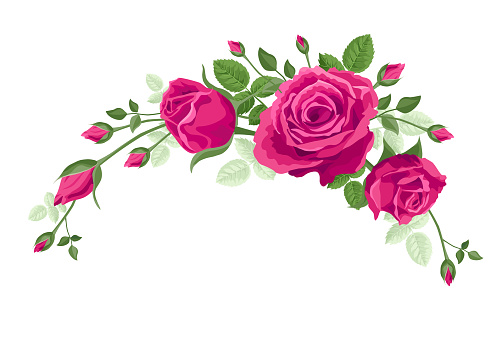 Garland of vine roses. Vector flower decoration for anniversary, cards, greetings. Valentine's day, mother's day. Ruby red roses, hot pink flowers with leaves in a bouquet, frame, corner, wreath