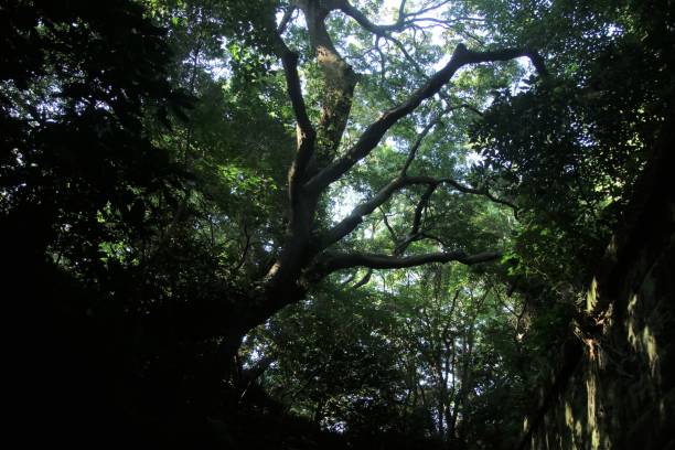 istock look up at the trees 1283125118