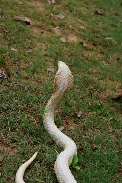 Cobra cub is found in southern Thailand. Siamese cobra, Monocled cobra,Cobra cub is found in southern Thailand. viperfish stock pictures, royalty-free photos & images