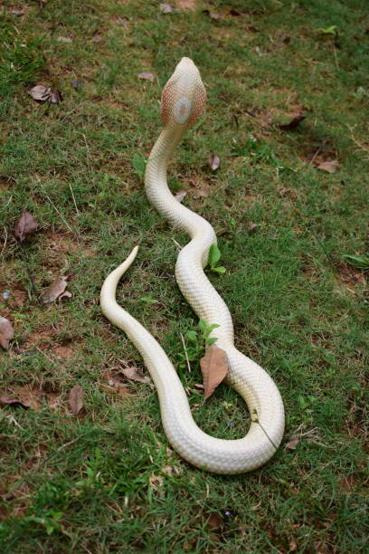 Cobra cub is found in southern Thailand. Siamese cobra, Monocled cobra,Cobra cub is found in southern Thailand. viperfish stock pictures, royalty-free photos & images