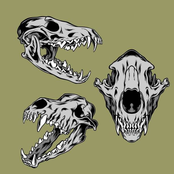 ilustrações de stock, clip art, desenhos animados e ícones de wolf skull illustration pack - animal skull