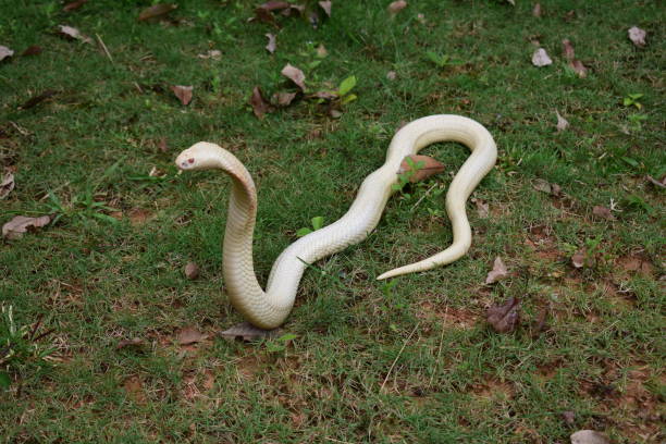 Cobra cub is found in southern Thailand. Siamese cobra, Monocled cobra,Cobra cub is found in southern Thailand. viperfish stock pictures, royalty-free photos & images