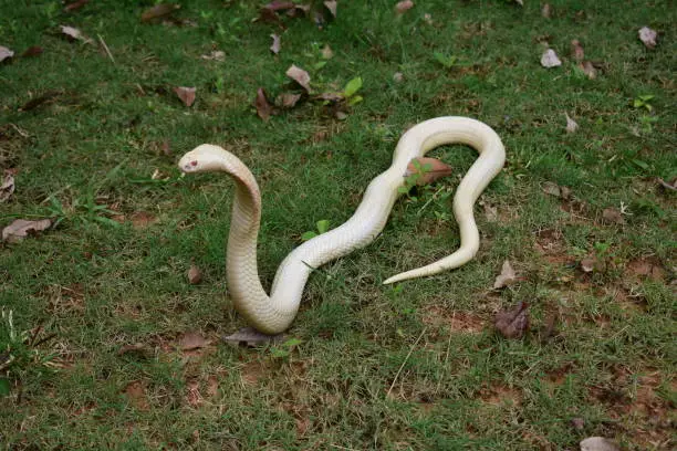 Siamese cobra, Monocled cobra,Cobra cub is found in southern Thailand.