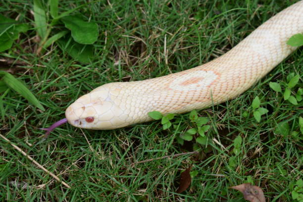 istock Cobra cub is found in southern Thailand. 1283126592