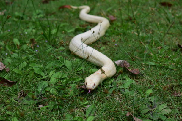 istock Cobra cub is found in southern Thailand. 1283126616