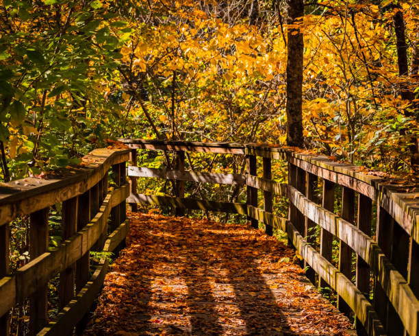 istock Wooden pathway with surrounding fall colors 1283126754