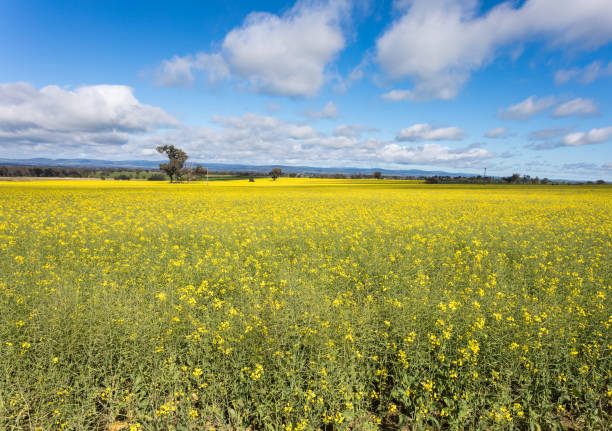 istock Canola Fields Cowra NSW Australia 1283129478