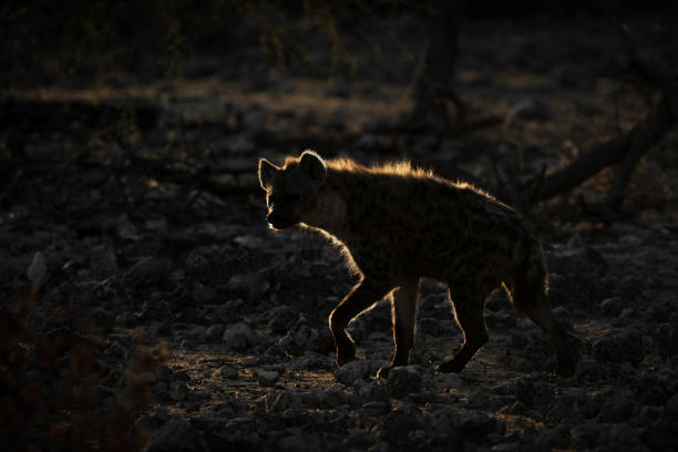 istock Golden rim light on a hyena. 1283136393