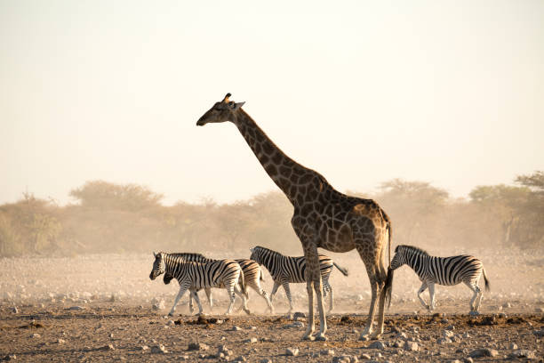 에토샤 국립공원의 기린과 얼룩말. 나미비아. - okaukuejo 뉴스 사진 이미지
