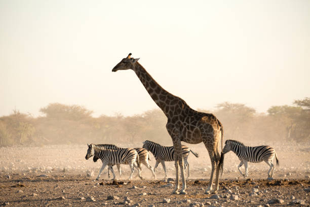 istock Giraffe and zebras in Etosha national Park. Namibia. 1283136993