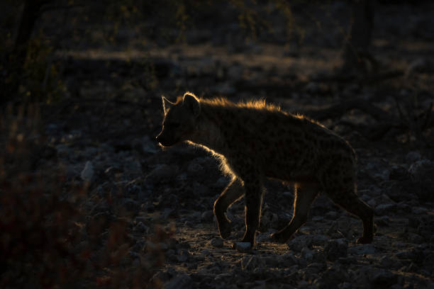 istock Golden rim light on a hyena. 1283138390