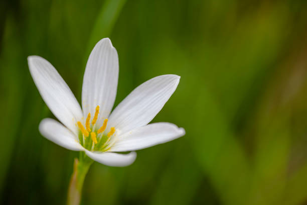 Beautiful white flower in bloom at garden