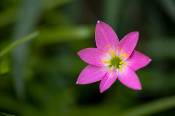 istock Beautiful Pink flower in bloom 1283139784
