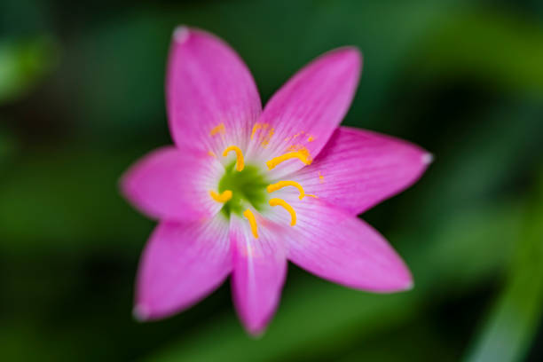 istock Beautiful Pink flower in bloom 1283139791
