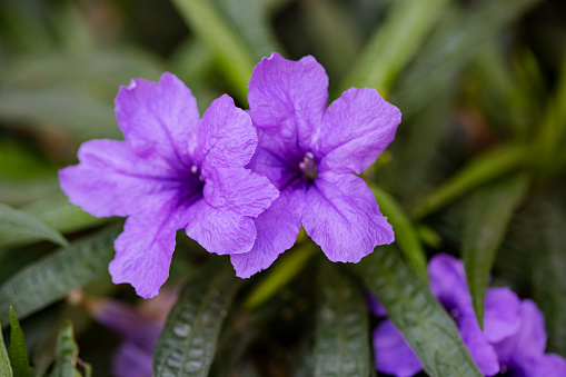 Beautiful purple flowers in bloom at garden