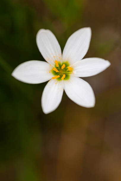 istock Beautiful white flower in bloom 1283140059