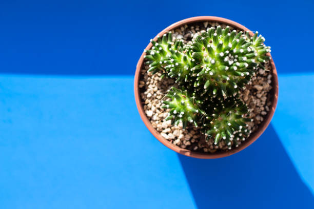 istock Beautiful green prickly cozy cactus in a flower small pot on a delicate blue solid color background 1283141300
