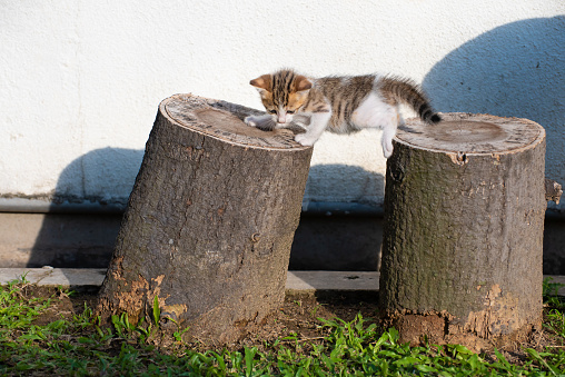 Cute little kitten crawling from one wood trunk to another at back yard garden.