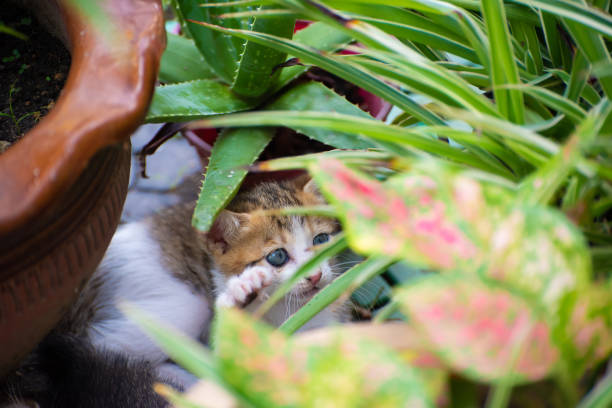 istock Curious young kitten sneaks at back yard garden. 1283142358