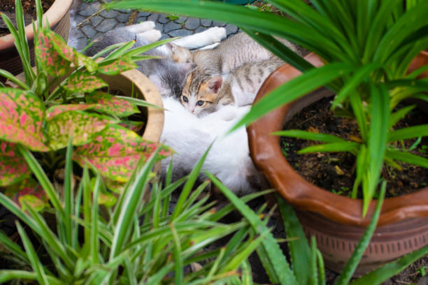 istock Mother cat nursing little kittens 1283142368