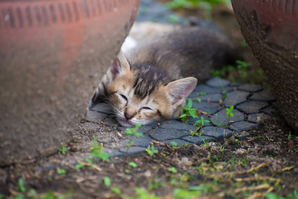 istock Little Meow sleeping in the garden 1283142374