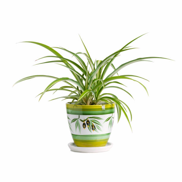 Chlorophytum comosum in a pot isolated on white background. House plant. Chlorophytum comosum in a pot isolated on white background. House plant. spider plant photos stock pictures, royalty-free photos & images