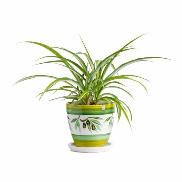 Chlorophytum comosum in a pot isolated on white background. House plant.