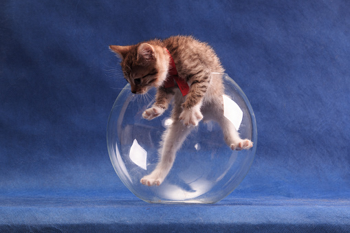 Striped kitten with red bow climbing out of round aquarium on blue background in studio indoors