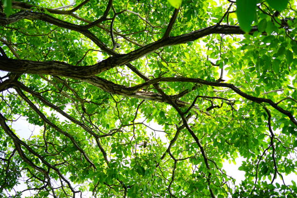 istock Low angle view of tree in public park 1283146154