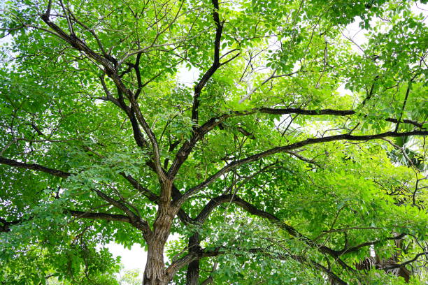 istock Low angle view of tree in public park 1283146197