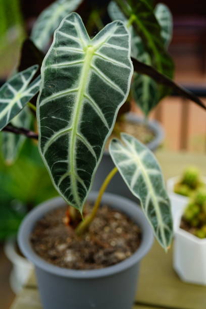 istock Indoor elephant ear plant in pot 1283147289