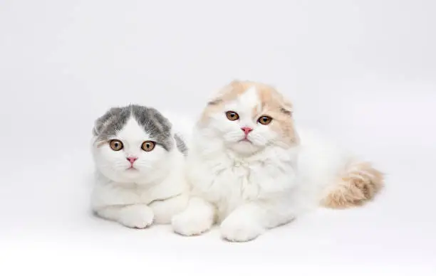 Small Scottish Fold Cats lying down together