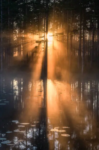 Photo of Beuatiful morning sunlight with fog and amazing sun beams at forest in Finland
