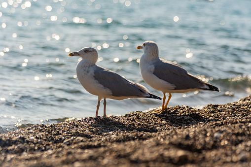 Two seagulls on a pebble beach.