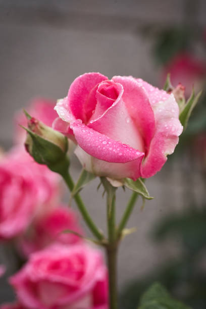 istock Colorful, beautiful, delicate rose with drops in the garden 1283148977