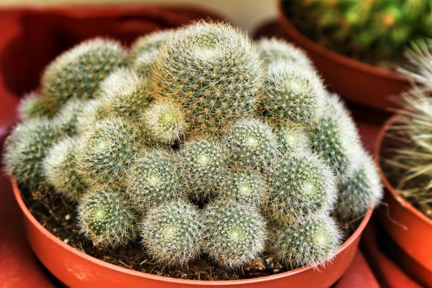 istock Rebutia Nitida cactus pot in a garden 1283149656