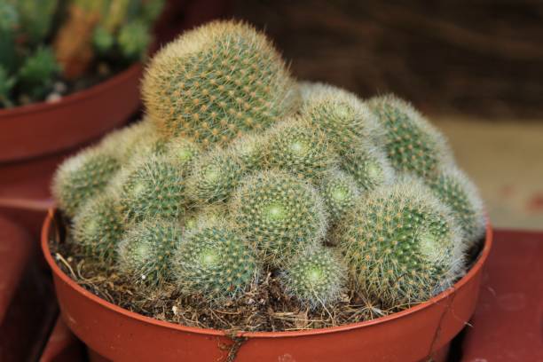 istock Rebutia Nitida cactus pot in a garden 1283149665