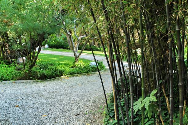 istock Phyllostachys Nigra bamboo forest in the garden 1283149780